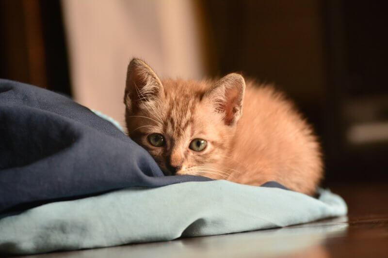 You can reduce hair in your home by having your pet regularly groomed