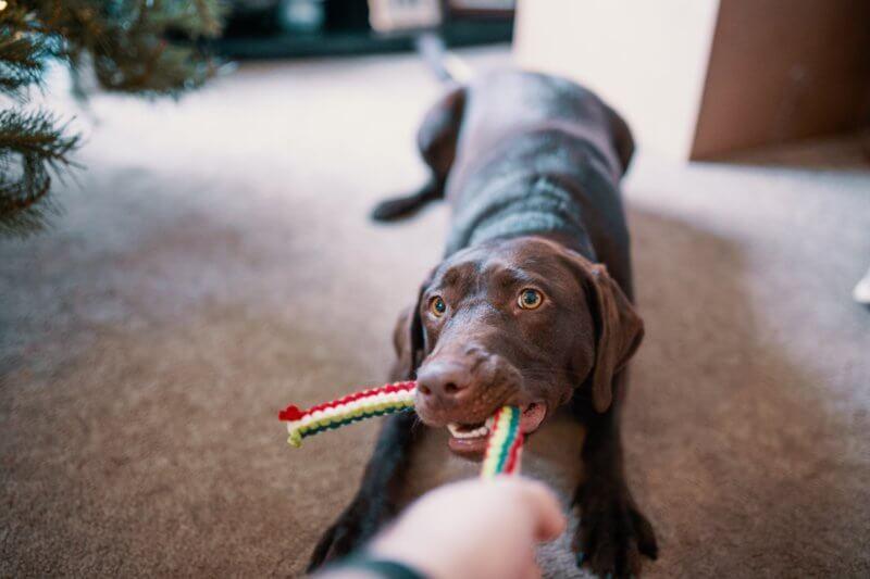 Keep your home clean while having pets